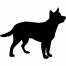 BLACKY