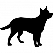 BLACKY, a Black Chihuahua Dog