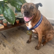 Moose, a Black, Brown American Pit Bull Terrier Dog