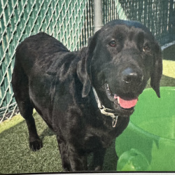 {petName}, a Black Labrador Retriever Dog