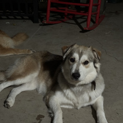{petName}, a Apricot, White mix husky, shepherd Dog