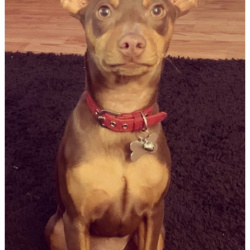 {petName}, a Dark-brown, Tan Miniature Pinscher Dog