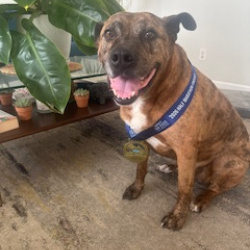 {petName}, a Black, Brown American Pit Bull Terrier Dog