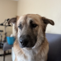 {petName}, a Tan mix shepherd Dog
